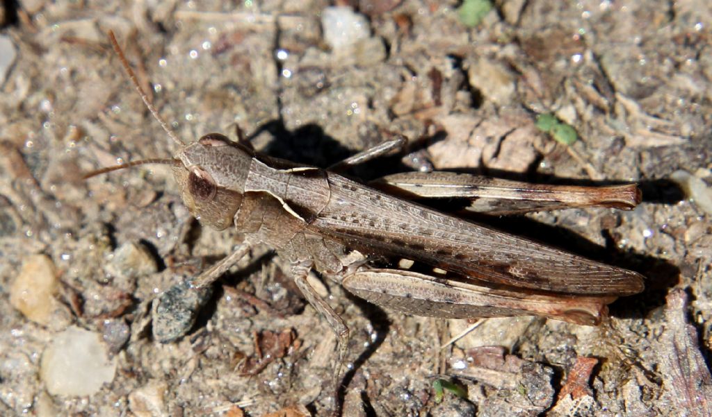 Chorthippus vagans vagans?